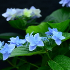 手柄山温室植物園