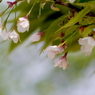 風に揺れる残り桜：写真句