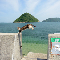 とびねこ　No.26