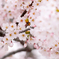 桜パンチ