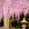 三大神社の藤 