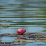 Water lily