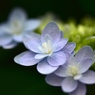 もうすぐだね。紫陽花の季節！