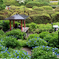 花寺の雨情景