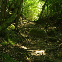 熊野古道を想う