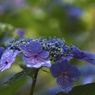 雨の紫陽花