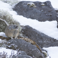 雪背景で初めて撮ったナキウサギ