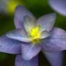 紫陽花の季節１