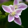 紫陽花の季節２