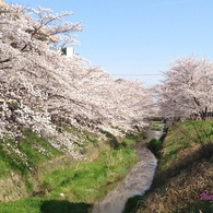 20140409_防賀の流れに桜咲く