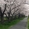 20150403_京桜 Now! by iPhone6 