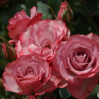 春薔薇2016-東沢バラ公園3