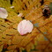 ＳＡＫＵＲＡ　ＯＮ　LＥＡＦ