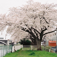 満開の桜