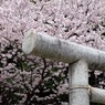 2010年桜の写真_03