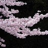 2010年桜の写真_04
