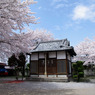 2010年桜の写真_06