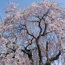2010年桜の写真_08