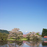 2010年桜の写真_20