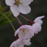 2010年桜の写真_12