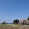 2010年桜の写真_15