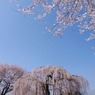 2010年桜の写真_16