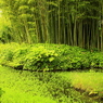 池と竹林