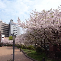 桜と鳩