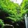 新緑の白藤滝