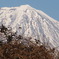 鳥たちの富士山