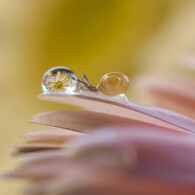 baby snail with drop Ⅲ