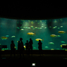 水族館で涼む