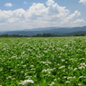 我が家の蕎麦畑