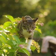 ねこ　その１８２