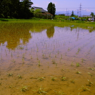 田植え