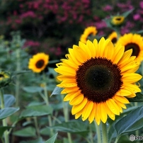 ひまわりの花太陽に向かって