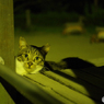 真夏の夜猫　（ねこ　その１９３）