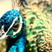 Pavo cristatus