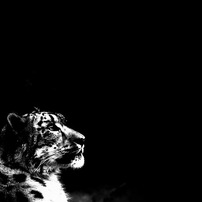 Black and white zoo