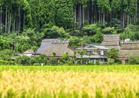 そろそろ稲刈りですな。