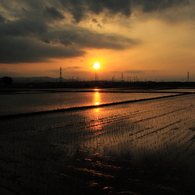 水田の夕景