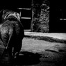 METABO elephant