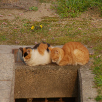 まちのねこ