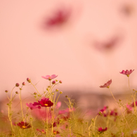 ひらひら恋舞う♡秋桜