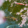 枝垂れ桜池