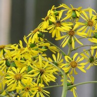 ツワブキの花