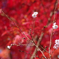 紅葉と十月桜1