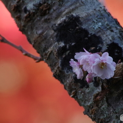 紅葉と十月桜2