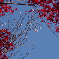 紅葉と十月桜3