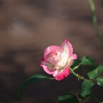 鶴舞秋薔薇３